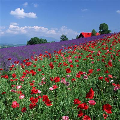 28网站手机app下载